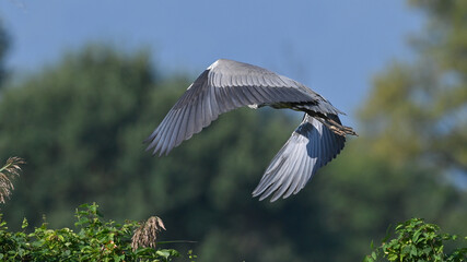 Airone cenerino in volo sopra il prato 