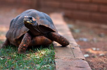 brazilian turtle