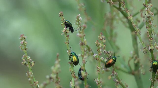 macro close up closeup view docks, sorrels, Rumex with green dock leaf beetle