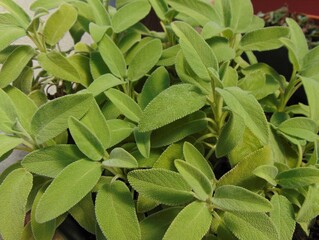 Sage plant with green leaves growing  outdoors., close-up, natural background.
