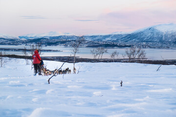 A team of husky sled dogs running on a deserted snowy road on the island of Kvaløya overlooking the Tromso fjord, Norway