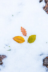 Colorful leaves on the snow