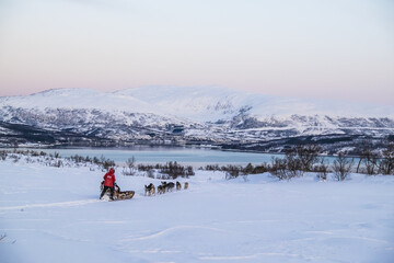 A team of husky sled dogs running on a deserted snowy road on the island of Kvaløya overlooking...
