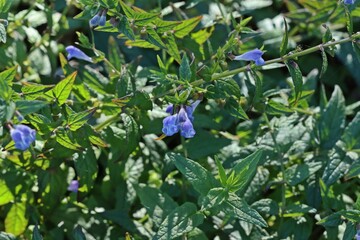 Obraz premium Sumpf-Helmkraut (Scutellaria galericulata)