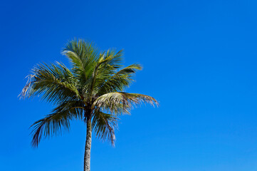 Coconut tree and blue sky