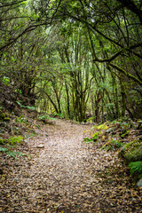 Path with leaves in the forest