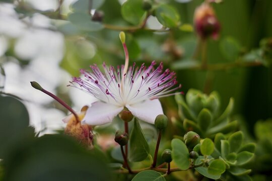 Fiore del cappero