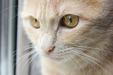 Muzzle of a red cat close-up in natural light from the window.