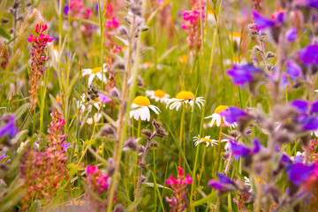 White wild flowers in sunlight in summer