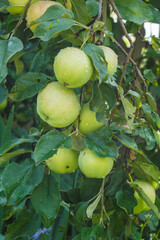 Apples on the branch among the green leaves