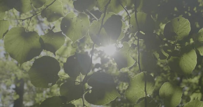 leaves