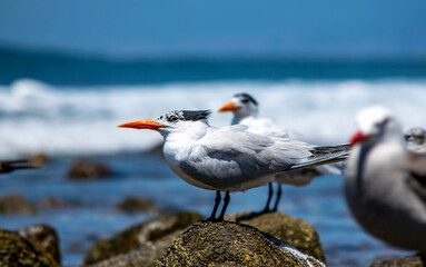 Thalasseus elegans. Coast bird. Puerto Vallarta. Jal. Mex.