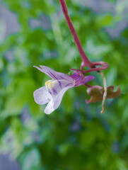 Wandering Sailor flower shown in profile. This plant has many common names.