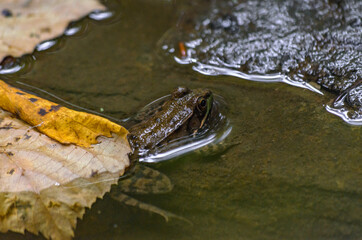frog in the water