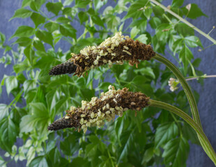 The flowering head of the Ribwort Plantain in late March in France.
