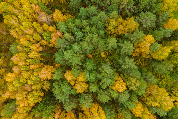 Top down autumn wood. Nature beautiful background. Aerial top view of autumn forest with colorful trees. Autumn forest aerial drone top view. Trees with bright yellow foliage.  - Powered by Adobe
