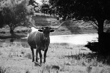 Texas longhorn cow in rural field during summer in black and white.