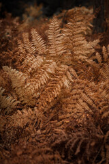 dry golden leaves of fern, orange coloured, autumn texture