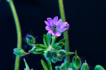 The Flower of the Geranium Molle with unopened buds in background.