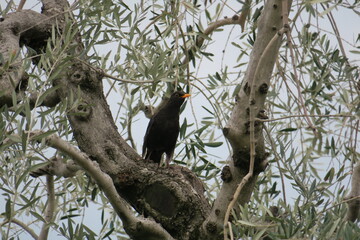 Vogel im Baum 03
