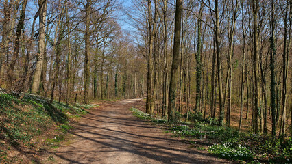 Fototapeta premium Dirty unpaved forest road in the woods with naked deciduous trees, blooming wild flowers and blue sky in early spring at Kaiserstuhl, Baden-Wuerttemberg, Germany.