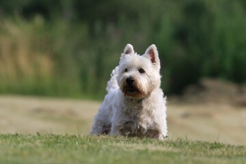 Naklejka na ściany i meble Westie. West Highland White terrier standing in the grass. Portrait of a white dog.
