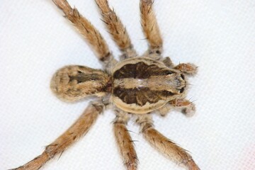 Wolf Spider (Lycosa tarantula)