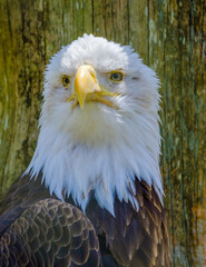 Bald Eagle Head