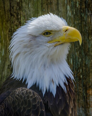 Bald Eagle Head