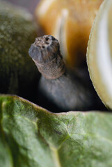 Leaves with a seed pod