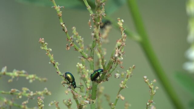 macro close up closeup view docks, sorrels, Rumex with green dock leaf beetle