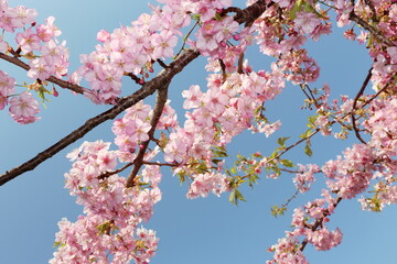 青空をバックに咲くカワヅザクラ
