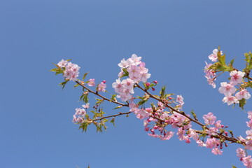 青空をバックに咲くカワヅザクラ