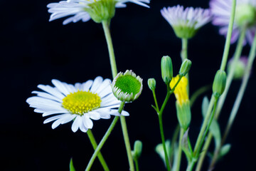 A pair of immature daisy flowers.