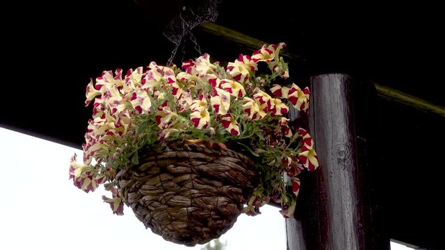 Petunia red yellow flowers in Wicker basket Cachepot hanging and swaying house