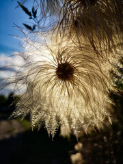 seed head © Roman