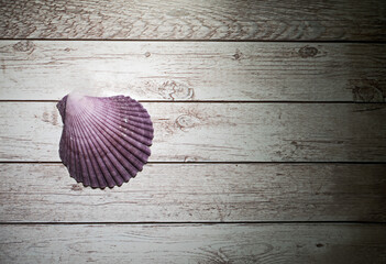 Shells and snails on a wooden background. Concept- holiday, souvenirs