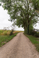 Fototapeta na wymiar Country road near Millingen aan de Rijn, The Netherlands