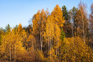 Landscape of the autumn forest.