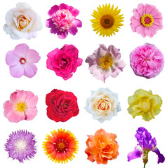 Fototapeta Macro photo of flowers set: rose, 
sunflower, orchid, peony, zinnia, cirsium, bristly rose, common mallow, iris, lily  on a white isolated background obraz