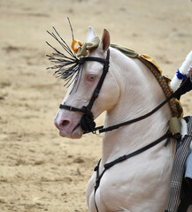 cabeza de un precioso caballo