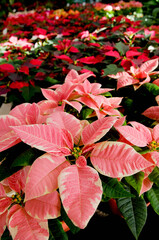 Potted plants in a greenhouse