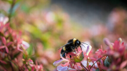A Bumble Bee collecting pollen from the flower of an Abelia grandiflora