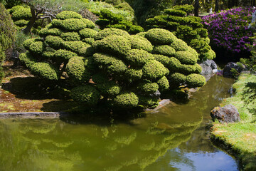 Reflection of trees in water, Japanese Tea Garden, Golden Gate Park, San Francisco, California, USA