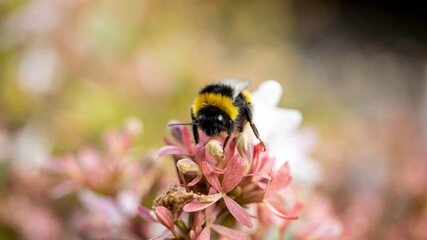 A Bumble Bee resting on the flower of an Abelia grandiflora