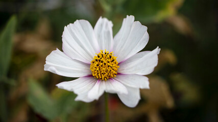 Cosmos, also known as Mexican Aster