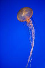 Close-up of a Jelly fish (Chironex fleckeri) in an aquarium, Monterey Bay Aquarium, Monterey, California, USA