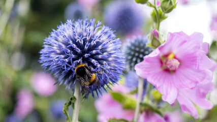 A Bumble Bee collecting pollen from a Globe Thistle flower