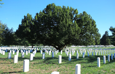 tree grow up between the graves