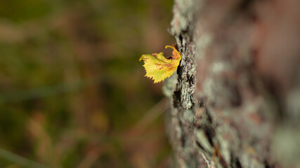 Blurred image: depth of field isolated yellow leaf on trunk of pine tree in autumn.